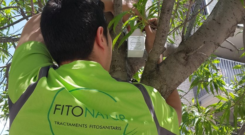 L’Ajuntament de Vilafranca realitza tractament de control biològic contra plagues de l’arbrat