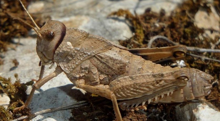 Descobreixen una nova espècie d’insecte, el llagost-pedra d’Ancosa