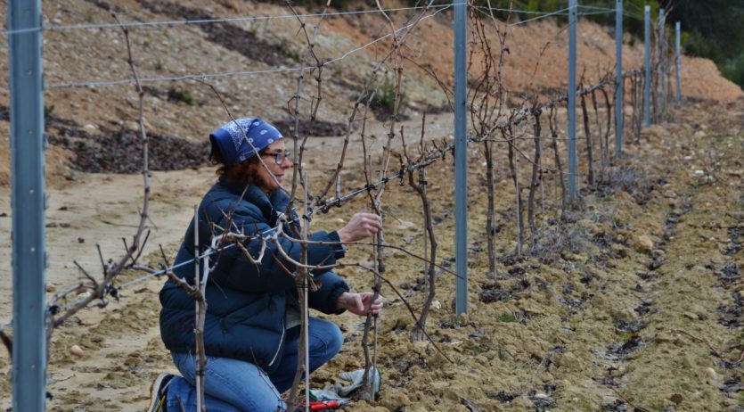 JARC exigeix una aplicació raonable de l’entrada de raïm per parcel·la al celler