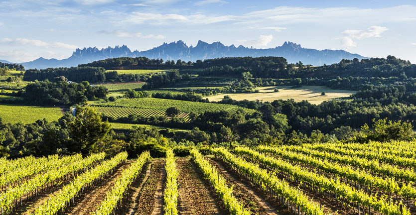 Prescriptors vinícoles visitaran el Penedès el mes de març de la mà de Qalidès i la D.O Penedès