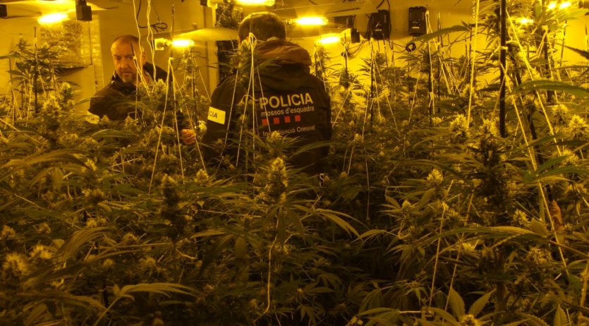 Els Mossos d’Esquadra desmantellen una plantació de marihuana a Mediona