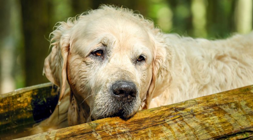 La Mancomunitat Penedès-Garraf llança una campanya contra l’abandonament animal