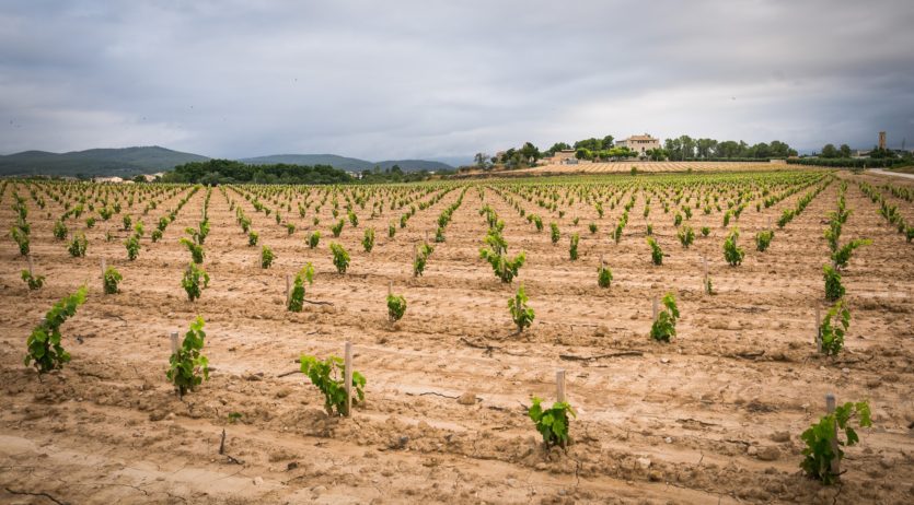 Torres fa una nova plantació de moneu al Castell de la Bleda