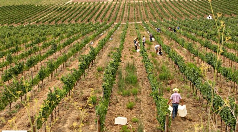 Aquest cap de setmana es pot fer una passejada en època de verema per la capital de la vinya