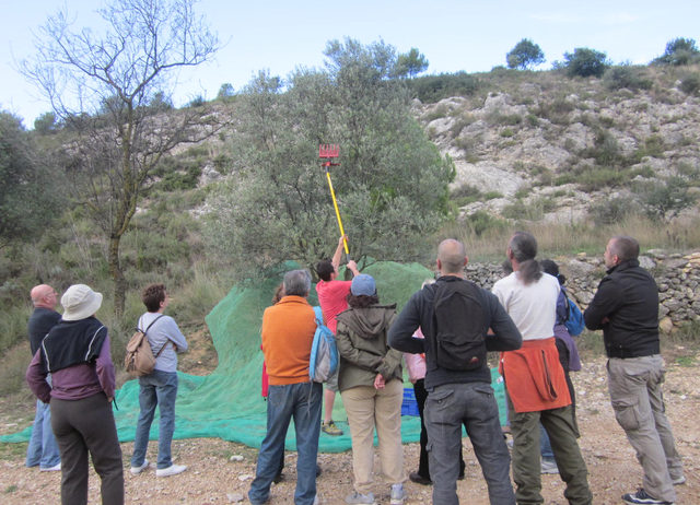 Aquest diumenge es fa una nova edició del taller de collir olives a Sant Pau