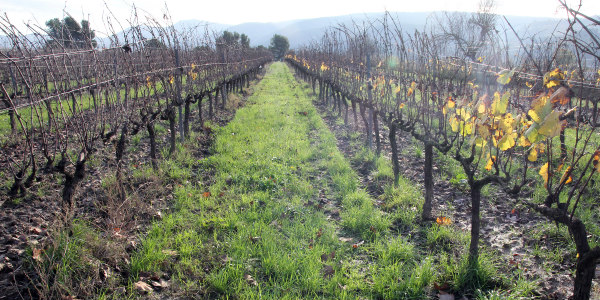 Es convoca una nova edició del Concurs ‘Idees innovadores pel Canvi Climàtic i viticultura’