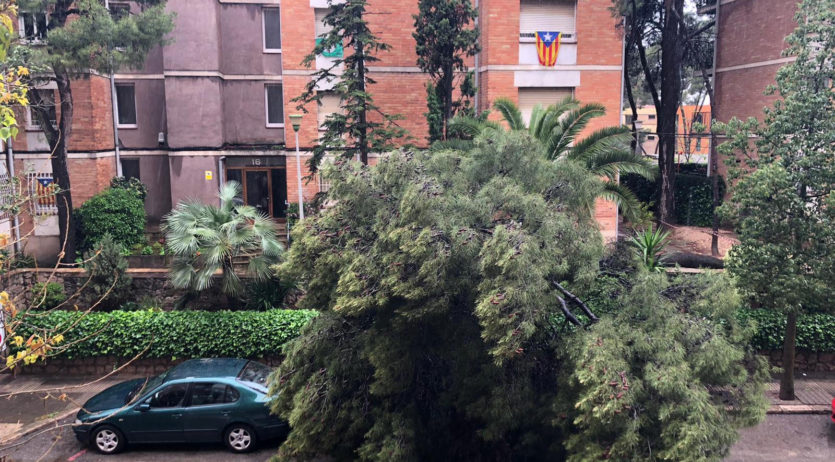 Un arbre caigut ha obligat a tallar la carretera de Moja de Vilafranca