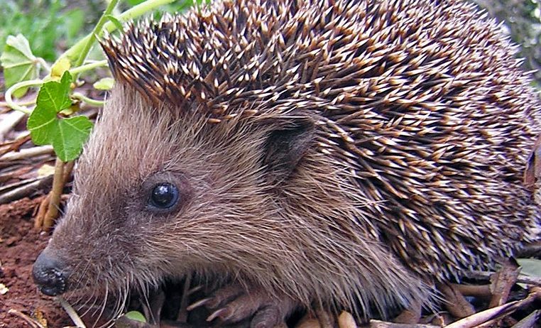 Comencen les activitats de natura a Sant Pau programades per aquest estiu