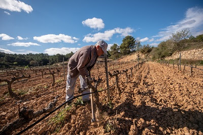 Agricultura convoca ajuts extraordinaris al sector vitivinícola per fer front a la COVID19