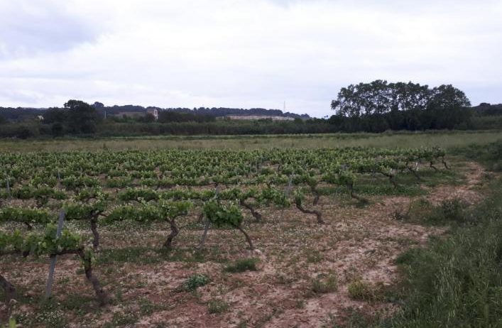 Aclariment per la convocatòria a propietaris de finques limítrofs de Vilafranca i Olèrdola