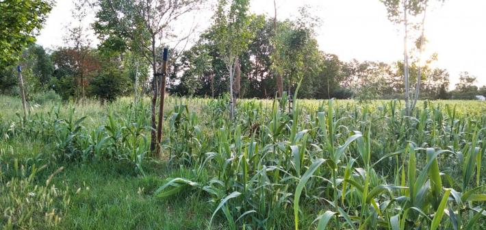 Actuació popular per a la retirada de canya americana a la riera de Llitrà a Vilafranca