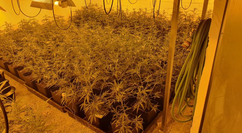 Els Mossos d’Esquadra desmantellen una plantació de marihuana en una nau industrial al Pla