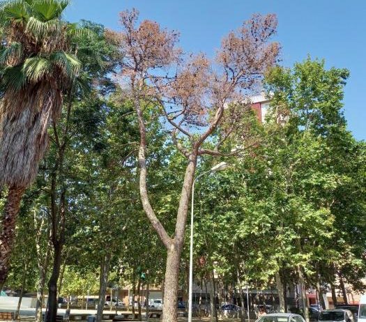 Un pi mort al parc Tívoli serà substituït per dos nous exemplars