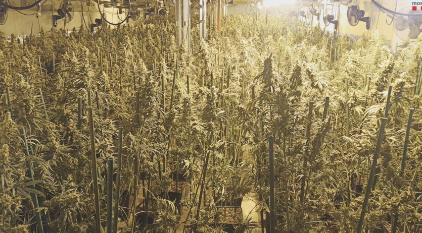 Els Mossos desmantellen una plantació de marihuana en una nau industrial a l’Alt Penedès