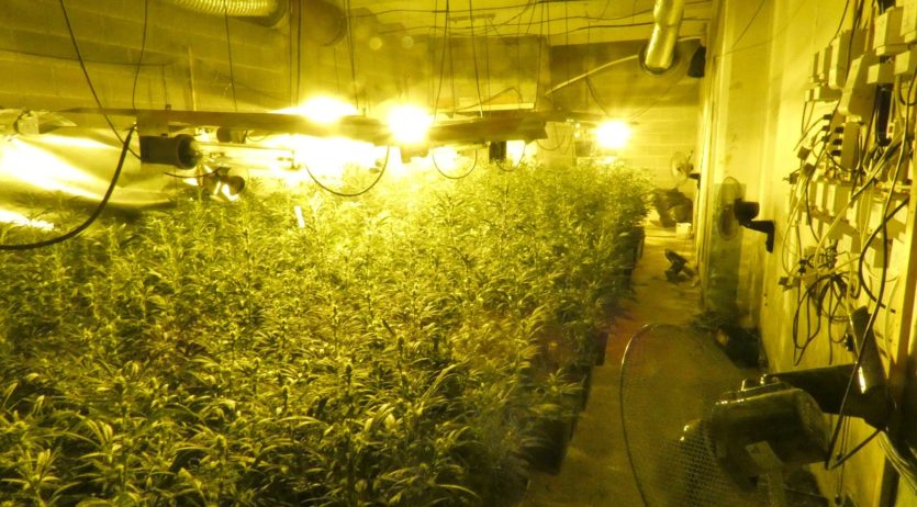 Els Mossos desmantellen una plantació de marihuana en una nau industrial a Gelida