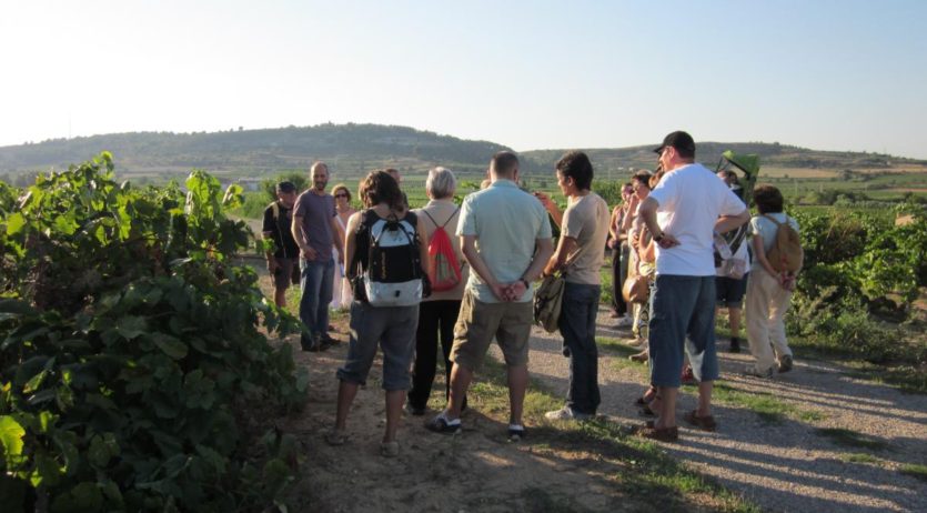 Diumenge nou itinerari guiat entre vinyes a Sant Pau