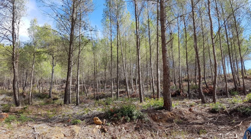 La Mancomunitat Penedès-Garraf organitza una jornada sobre bioeconomia