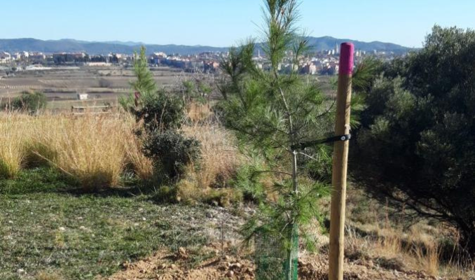 Diumenge es farà una plantació forestal d’alzines a la zona de la Serreta de Vilafranca