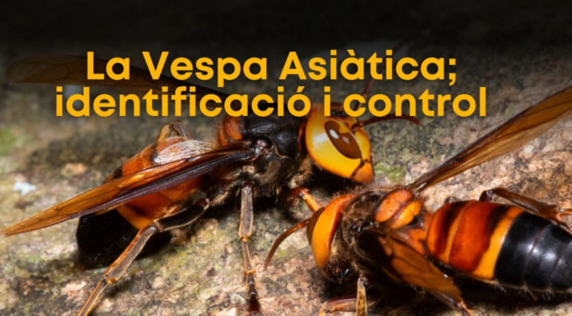 ‘La vespa asiàtica: identificació i control’, xerrada oberta a Vilafranca