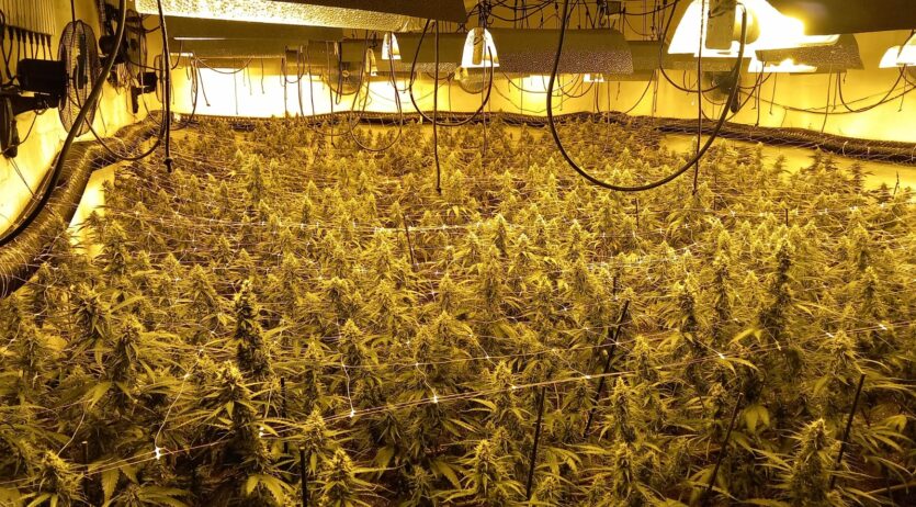 Els Mossos d’Esquadra desmantellen una plantació amb més de 1.000 plantes de marihuana a Gelida