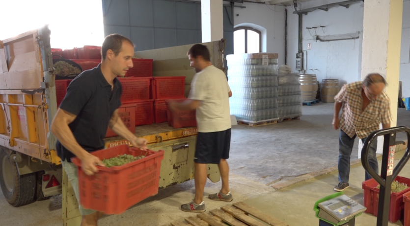Els usuaris del viver de cellers de Vilafranca entren el darrer raïm a la nau del C/Comerç
