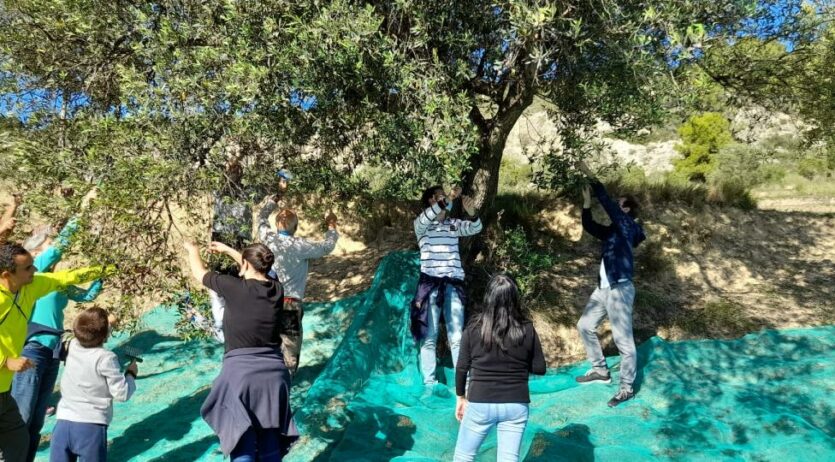 Aquest diumenge es fa un taller de collir olives a Sant Pau