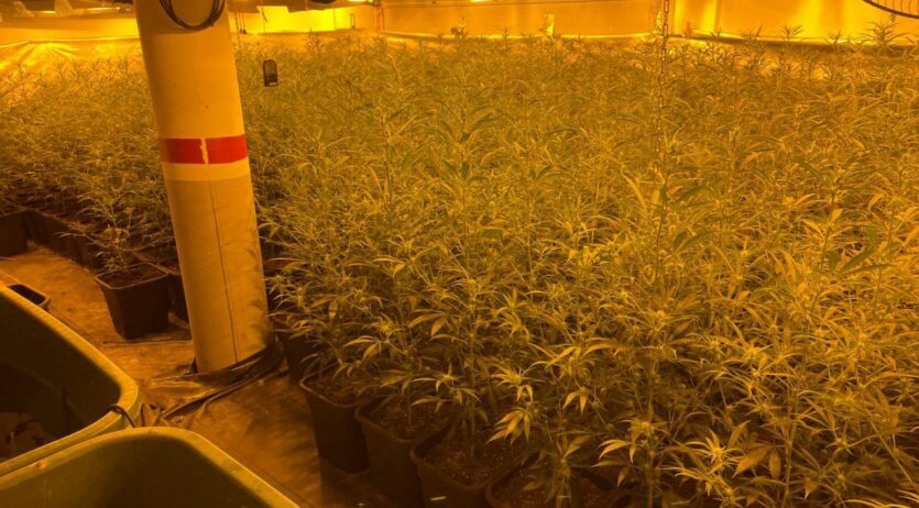 Investiguen la implicació de policies en plantacions de marihuana al Penedès i Baix Llobregat