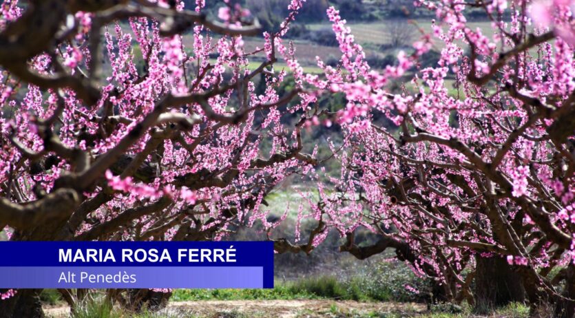 Comença la primavera amb pols sahariana i temperatures disparades