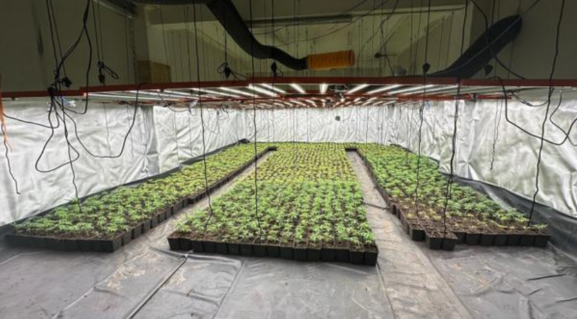 La Policia Local de Sant Sadurní troba una gran plantació de marihuana al carrer Vilarnau
