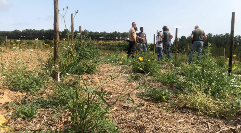 Un projecte explora els efectes dels encoixinats orgànics sobre el conreu de la vinya