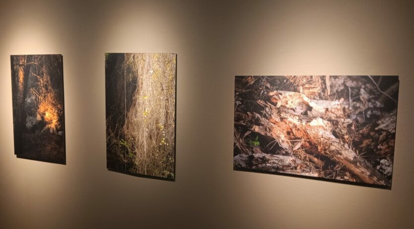 El fotògraf Josep Maria Aran retrata la sequera als boscos en una exposició al Fòrum Berger