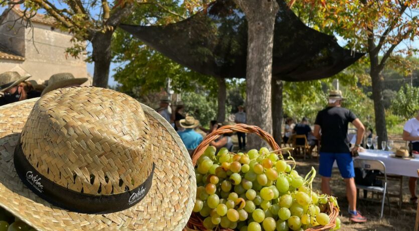 La Verema del Cava celebra 10 anys amb un mes d’experiències entre vinyes