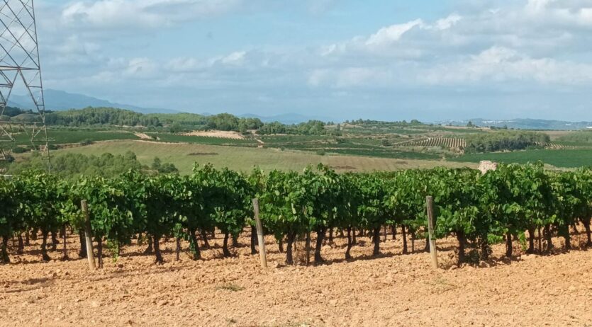 Sant Llorenç d’Hortons regula la implantació de parcs fotovoltaics