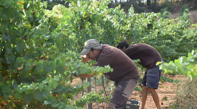 La DO Penedès està immersa en la primera verema 100% ecològica del món