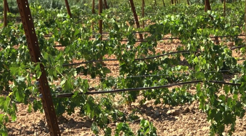 La Comunitat de Regants del Penedès escull la seva junta