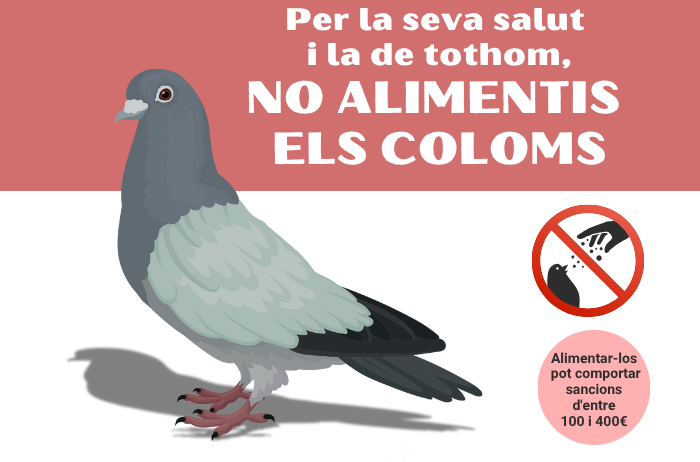 Nova campanya informativa sobre la importància de no alimentar els coloms