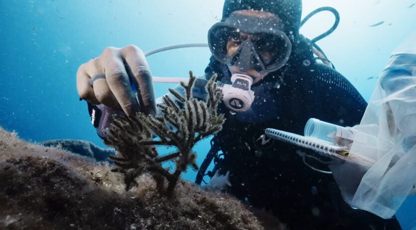 ‘Un Mediterrani viu’ busca la implicació de tothom per revertir la degradació del mar