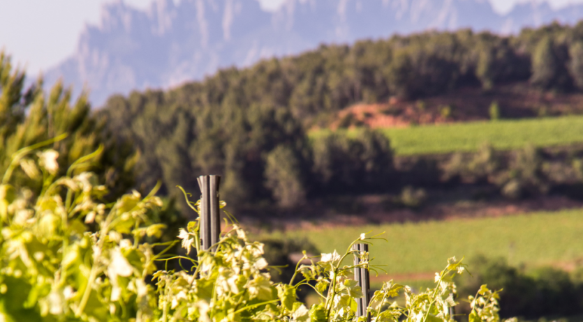 22 cellers elaboradors de cava obriran les portes al públic el diumenge 12 d’octubre